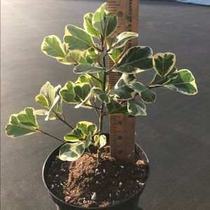 Other - Variegated Ficus Triangularis Other - Variegated Ficus Triangularis